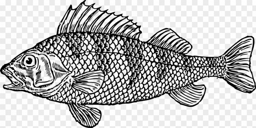 Cat Fish Whitefish Cod Clip Art PNG