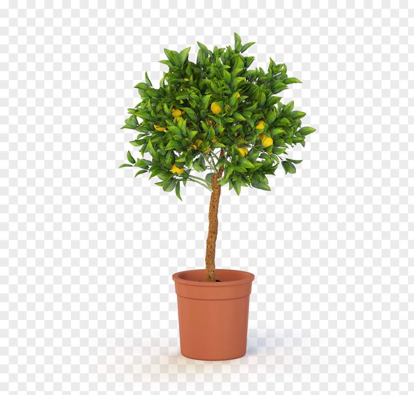 Lemon Tree Topiary Box Container Garden Weeping Fig PNG
