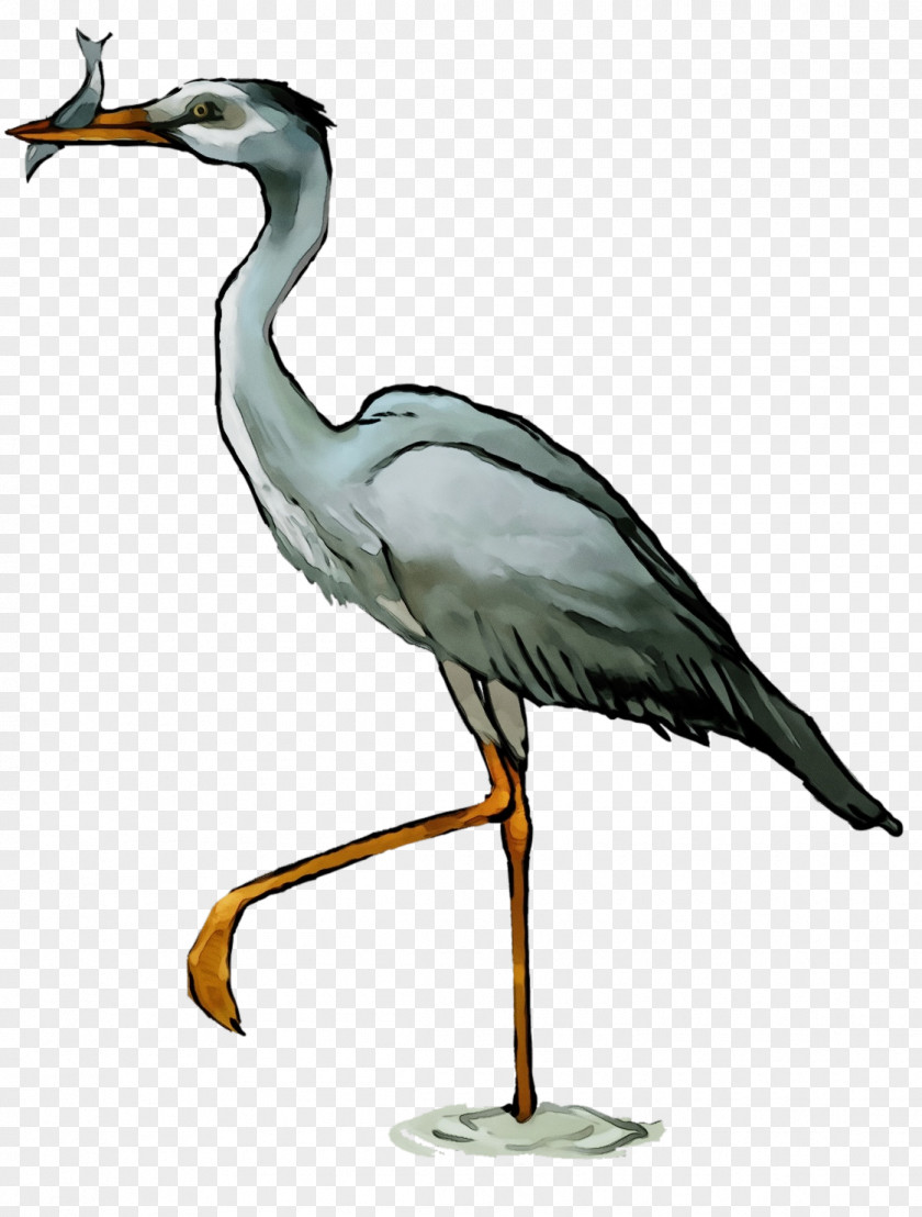 Great Heron Crane Bird Beak Crane-like Little Blue PNG