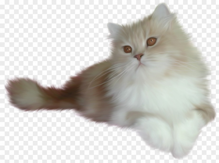 Kitten Cat Animation PNG