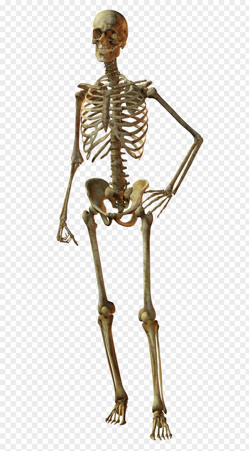 Skeleton Bone Human Skull Body PNG