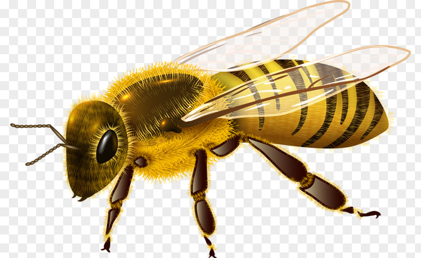 Bee Characteristics Of Common Wasps And Bees Hornet PNG