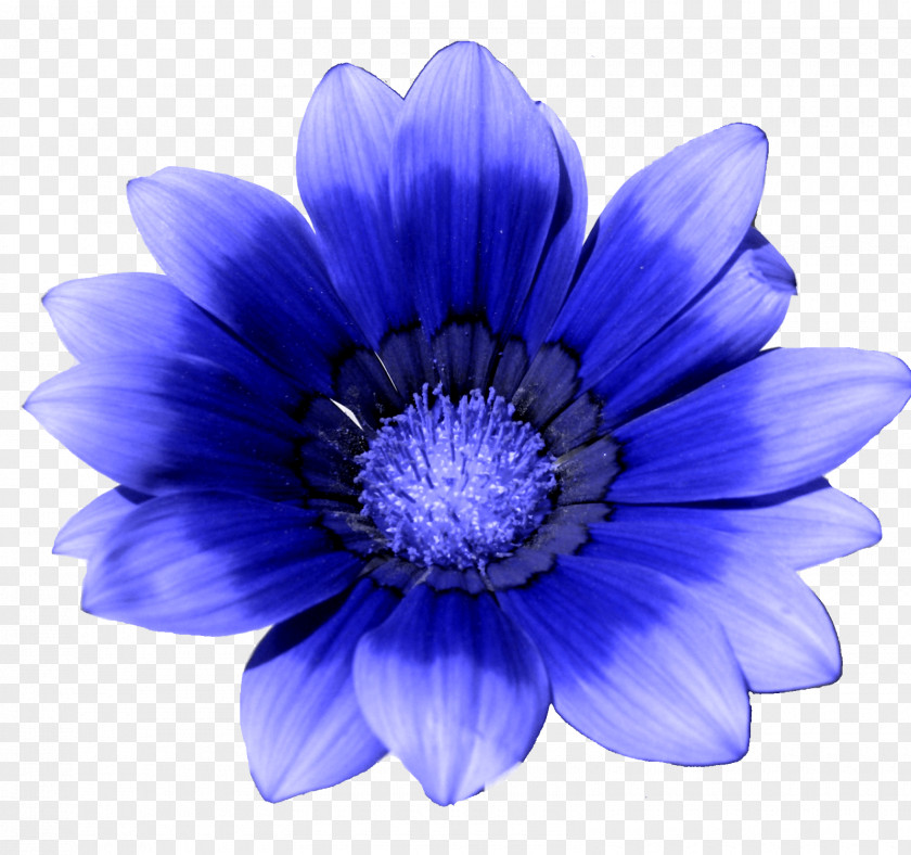 Blue Flower White Cornflower PNG