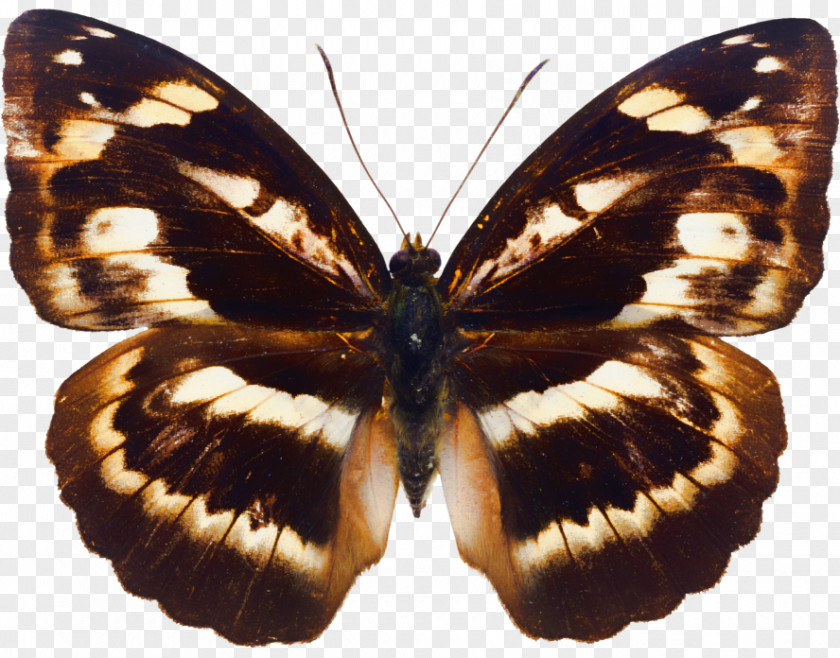 Butterfly Insect Megabyte Clip Art PNG