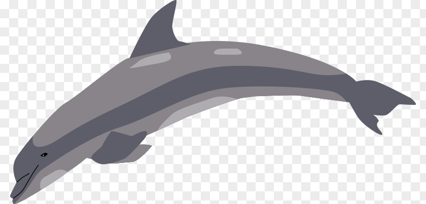 Dolphin Tucuxi Common Bottlenose Clip Art Porpoise PNG
