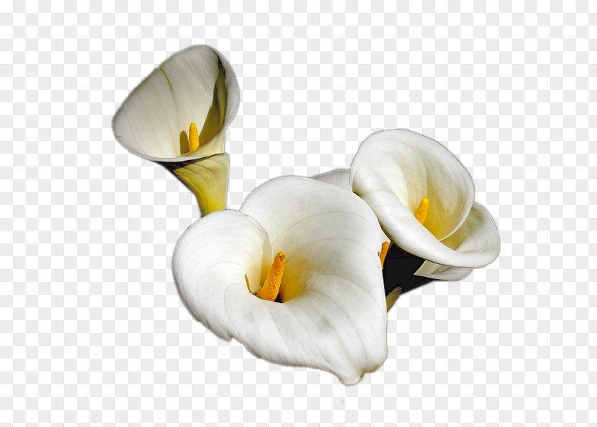 Flower Centerblog Arum-lily TinyPic PNG