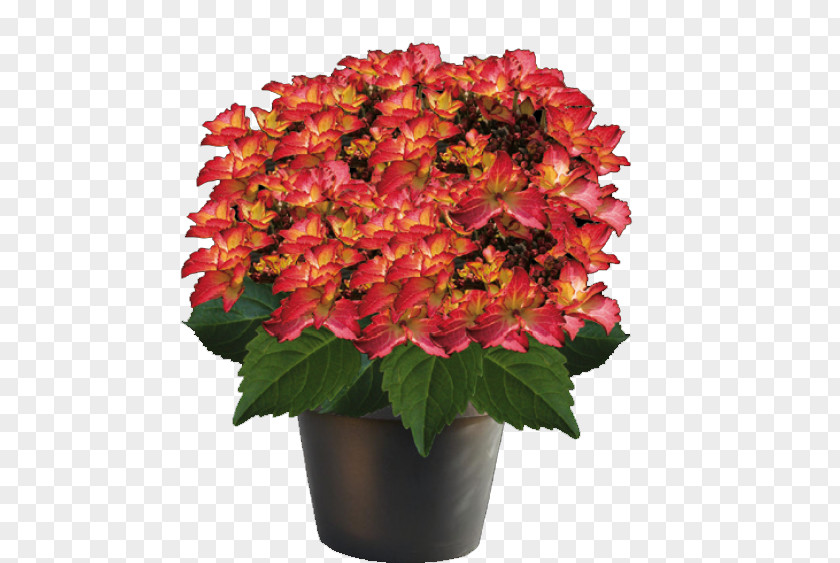 Hydrangea Cut Flowers French Plant Flowerpot PNG