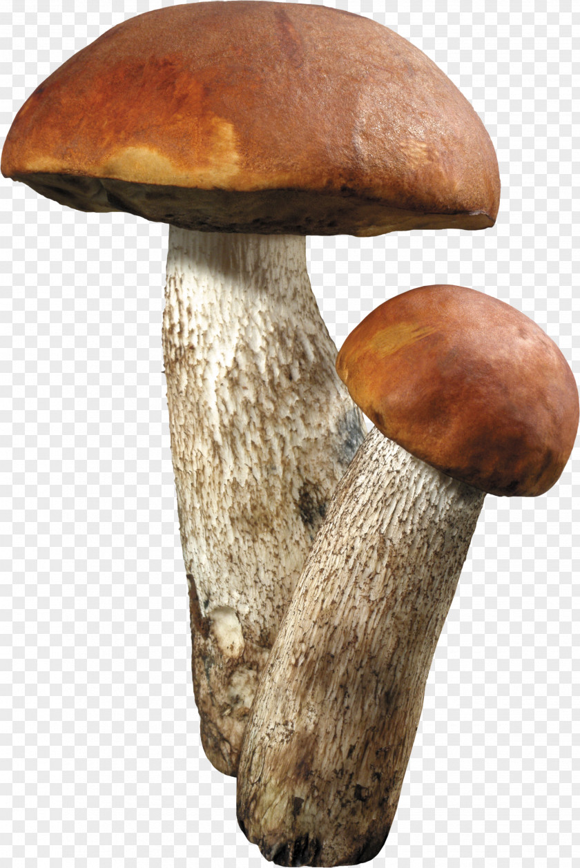 Mushroom Aspen Brown Cap Boletus Fungus PNG