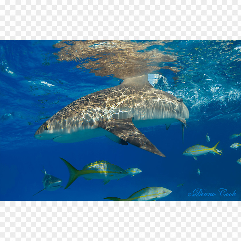 Reef Shark Great White Tiger Caribbean Lemon PNG