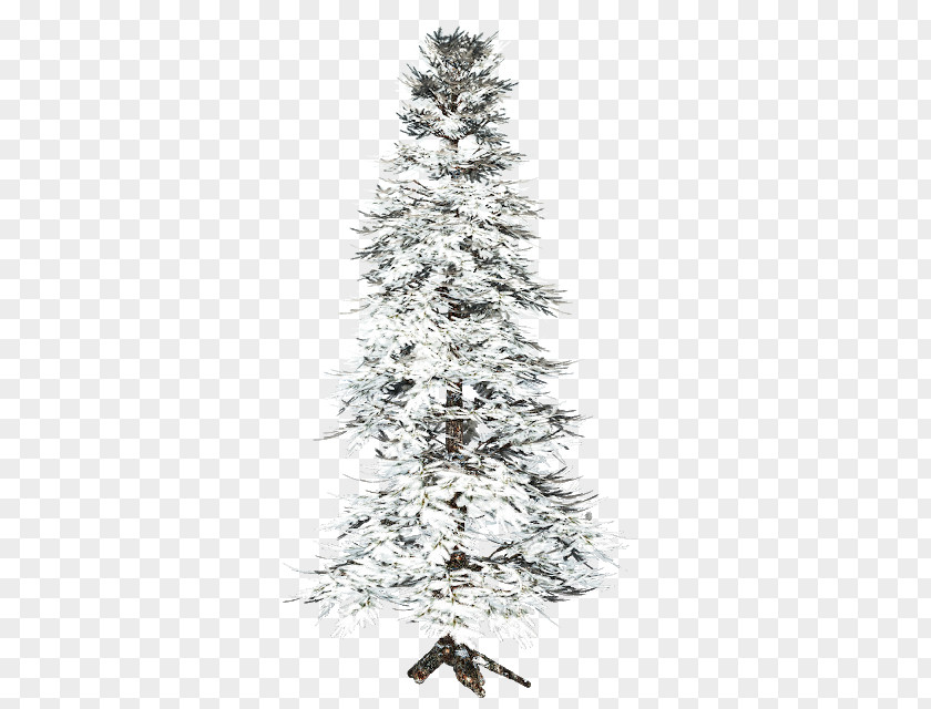 Tree Spruce Diary Blog Clip Art PNG