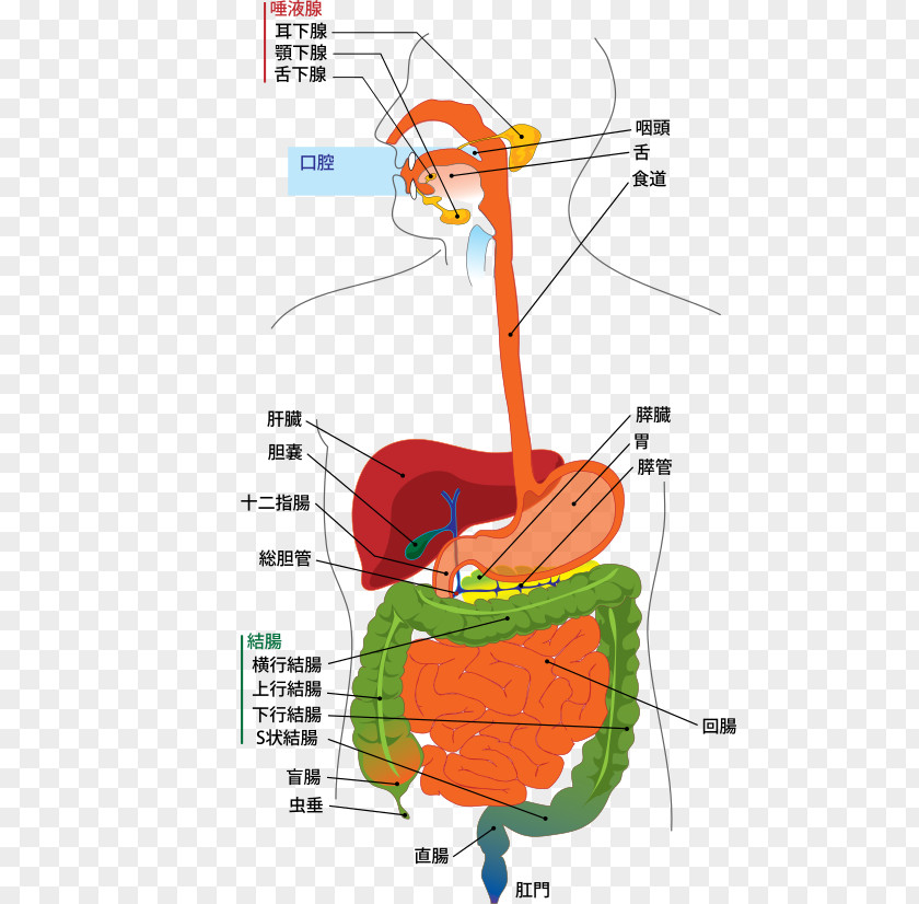 Digestif Human Digestive System Gastrointestinal Tract Digestion Diagram Body PNG