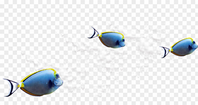 Fish Desktop Wallpaper Download Clip Art PNG