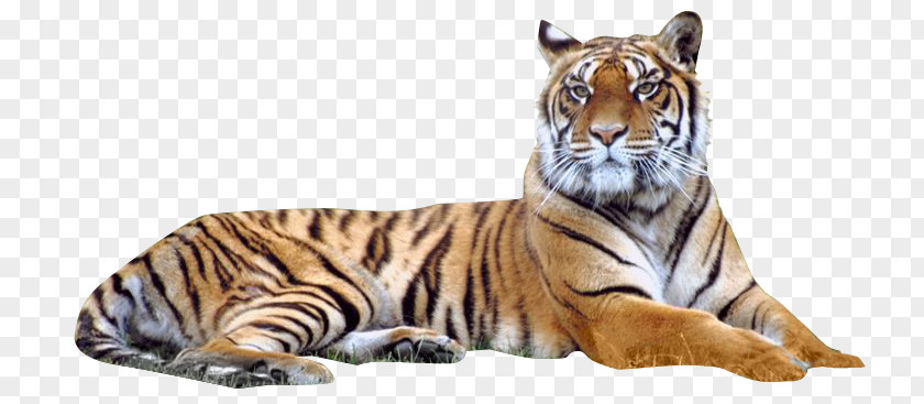 Image Transparent Tiger Bengal Siberian PNG