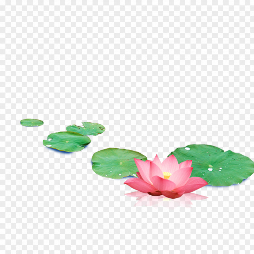 Lotus Yinchuan Nelumbo Nucifera Creative Work Web Design PNG