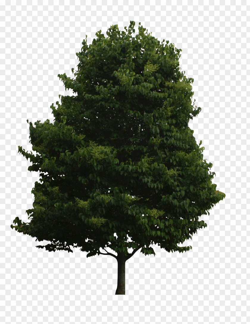 Multiple Photo Spruce Tree Of Life Fir Oak PNG