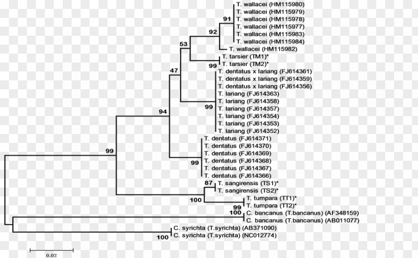 Tree Primate Phylogenetic Philippine Tarsier Phylogenetics Spectral PNG