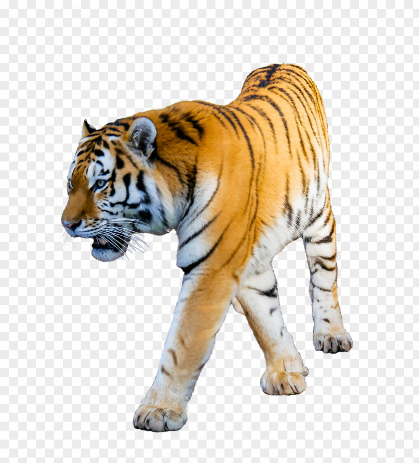 Zebra White Tiger Siberian Cat Clip Art PNG