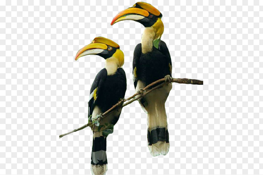 Hornbill Intsingizi Town Lodge And Conference Centre Street Toucan Bird PNG