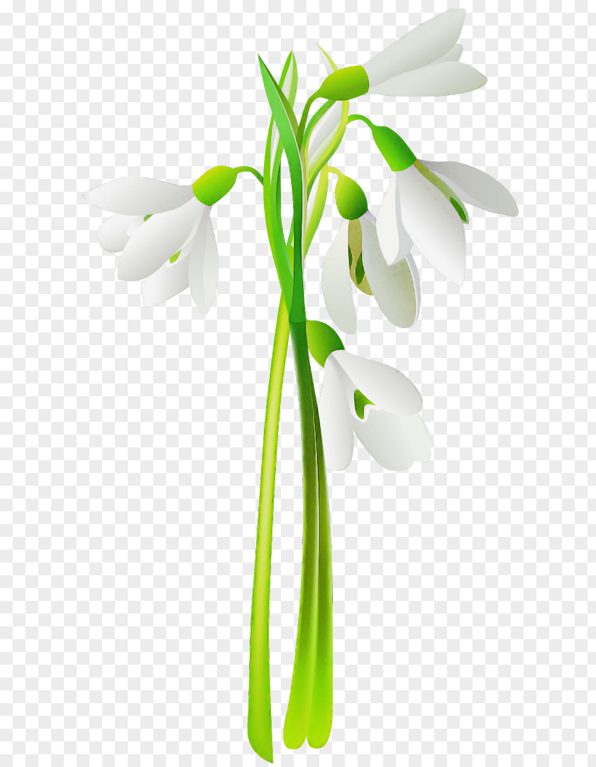 Snowdrop Flower Galanthus Plant Stem PNG