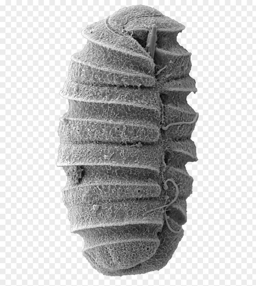 Weapon Electron Microscope Microorganism Microscopy PNG