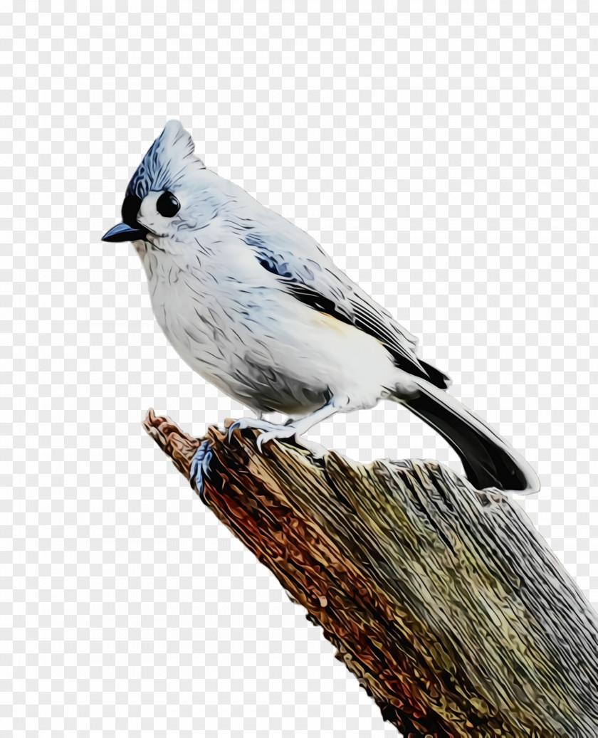 Blue Jay Songbird Bird Tufted Titmouse Beak Perching PNG