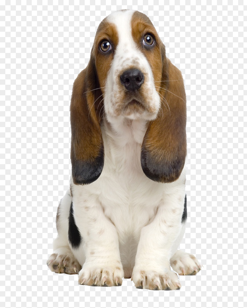 Dogs Basset Hound Beagle Bull Terrier Boston Bichon Frise PNG