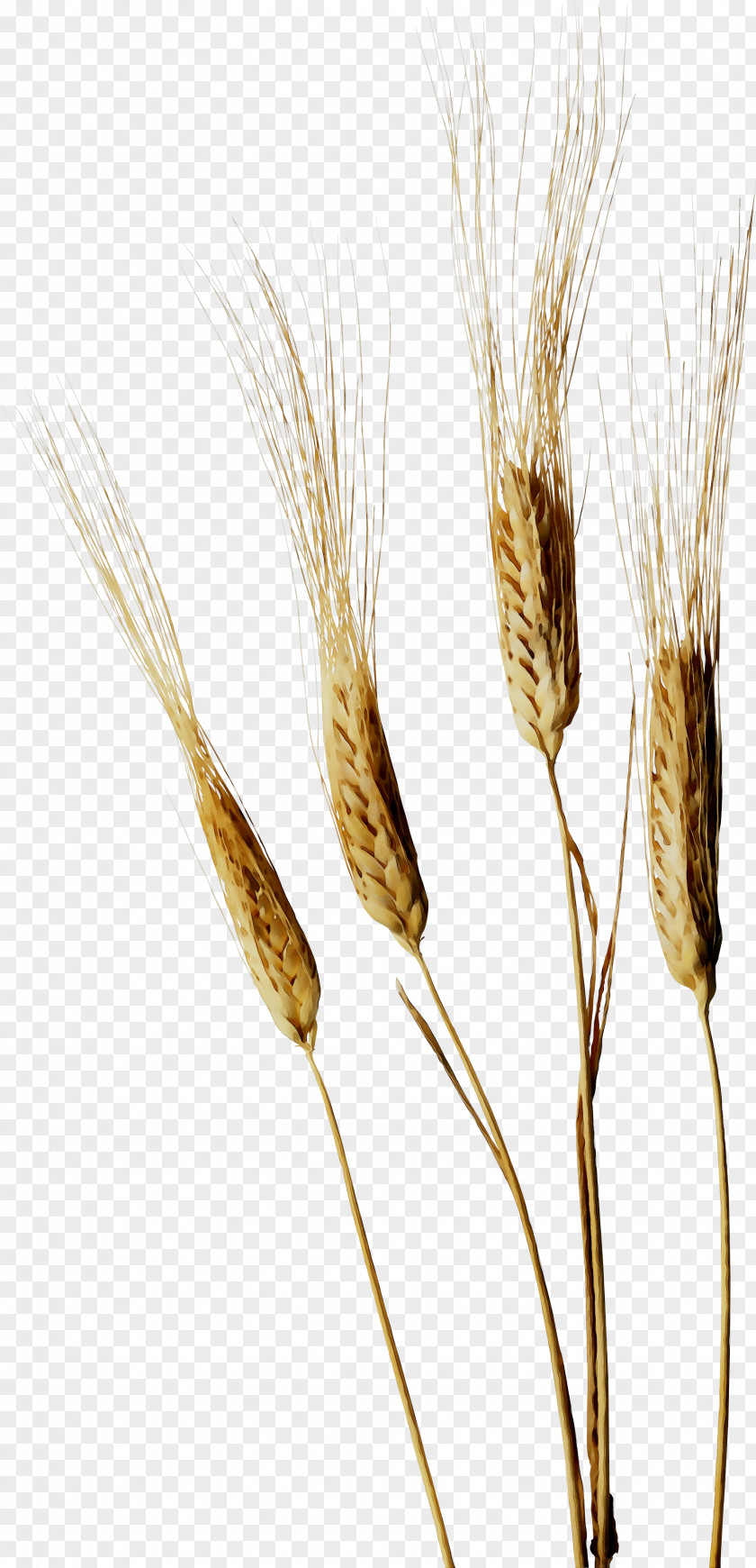 Emmer Einkorn Wheat Cereal Grain Caryopsis PNG