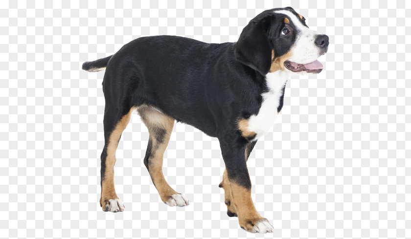 Greater Swiss Mountain Dog Breed Bernese Entlebucher Appenzeller Sennenhund PNG