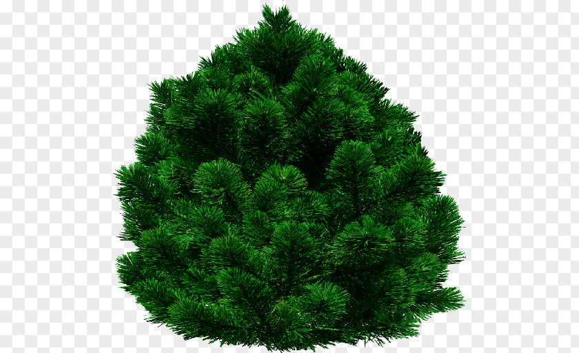 Pine Tree Fir English Yew Clip Art PNG