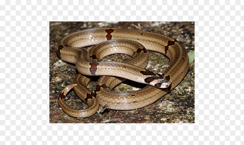 Snake Boa Constrictor Garter Kingsnakes Terrestrial Animal PNG