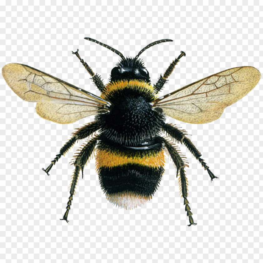 Bee Western Honey Insect Bombus Terrestris Lucorum PNG