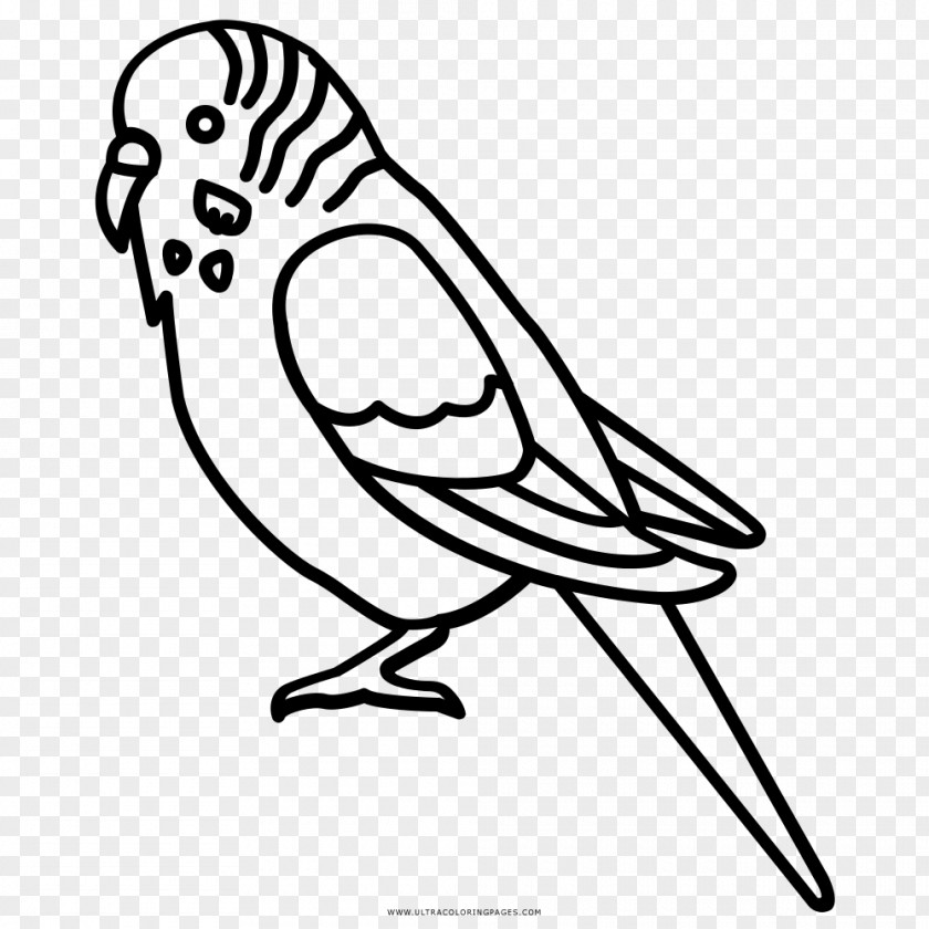 Bird Budgerigar Parakeet Parrot Clip Art PNG