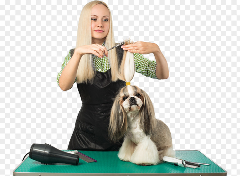 Dog Grooming Cat Pet Web Template System PNG