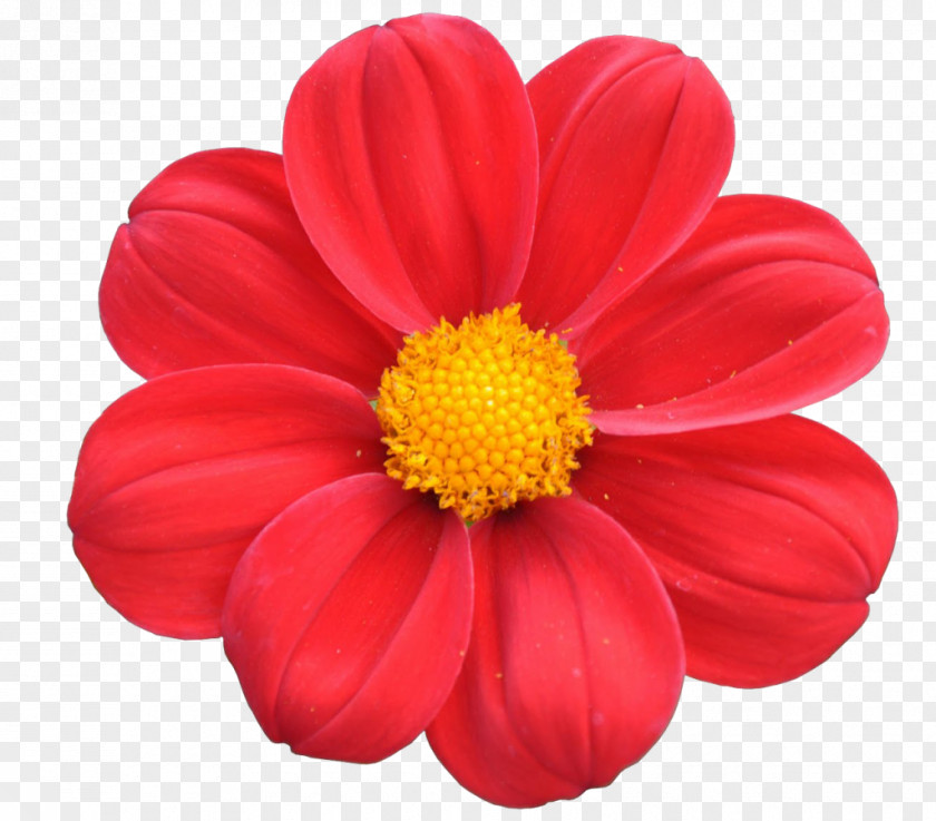 Flower Cut Flowers Dahlia Bouquet Red PNG