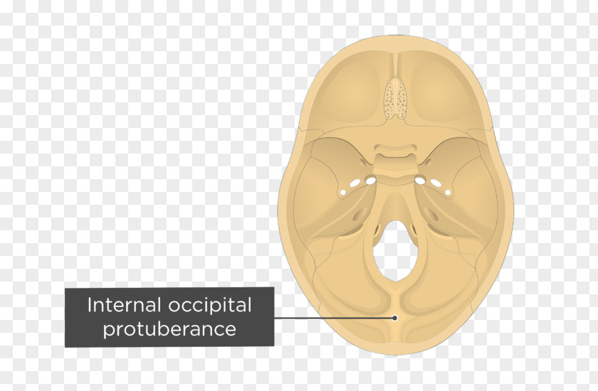 Skull Occipital Bone External Protuberance Internal Cruciform Eminence Crest PNG