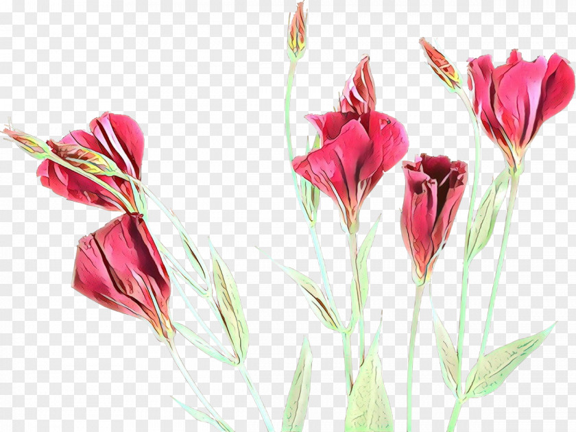 Artificial Flower Candy Cane Sorrel Flowers Background PNG