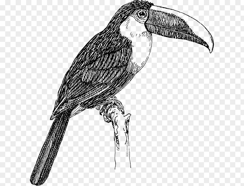 Bird White-throated Toucan Keel-billed Clip Art PNG