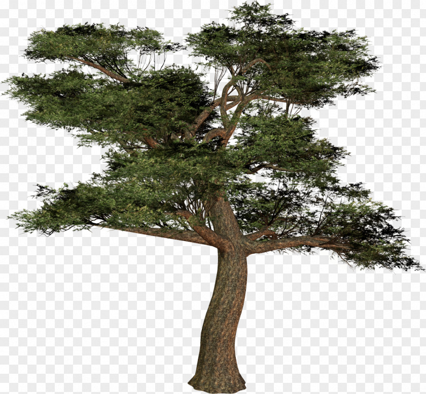 Bonsai Tree Plant Raster Graphics Clip Art PNG