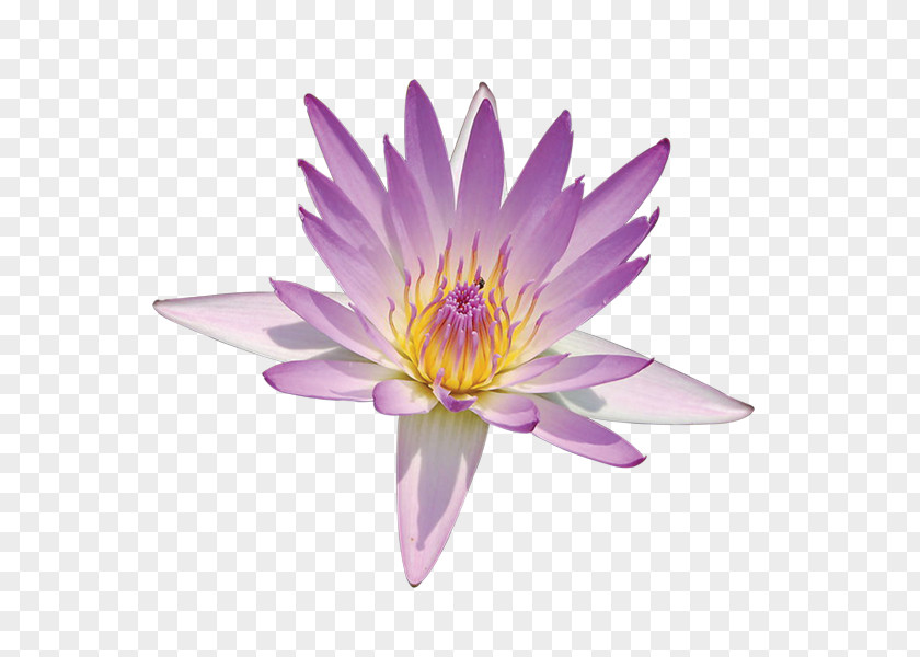 Flower Nelumbo Nucifera Lotus Pond Nymphaea Egyptian PNG