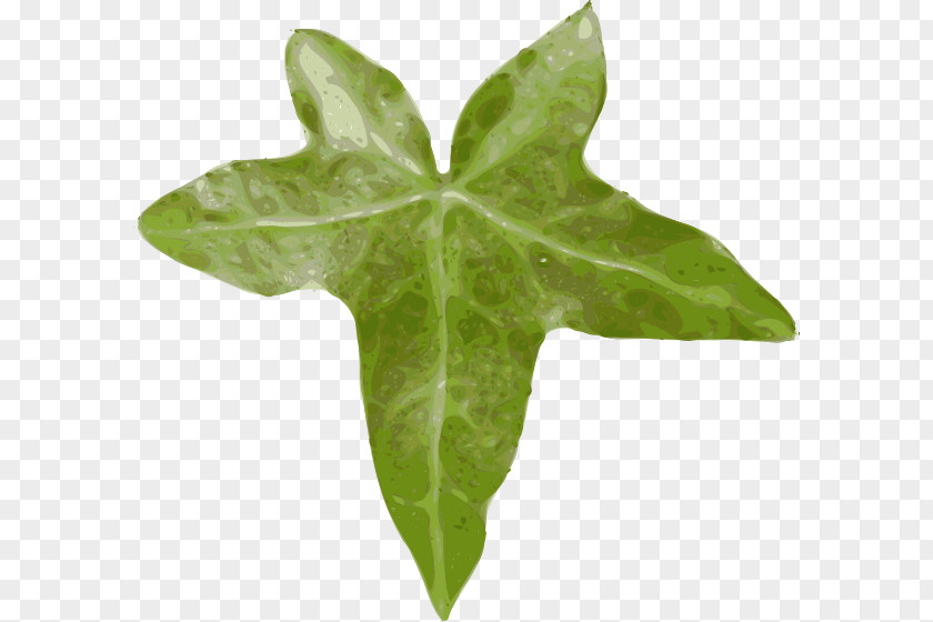 Leaf Common Ivy Vine Clip Art PNG
