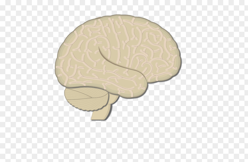 Nose Brain PNG