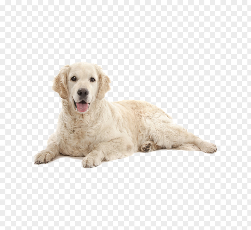 Golden Retriever Puppy Labrador Dog Breed Companion PNG