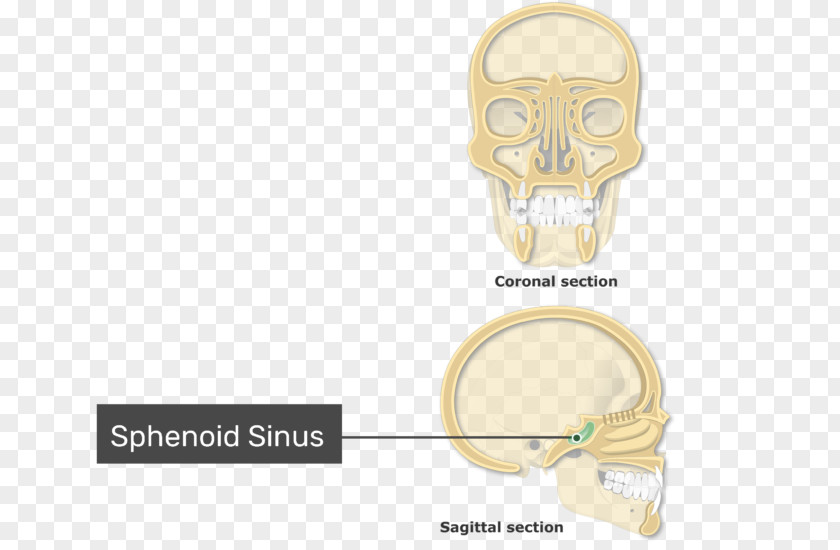 Nasal Cavity Paranasal Sinuses Ethmoid Sinus Bone PNG