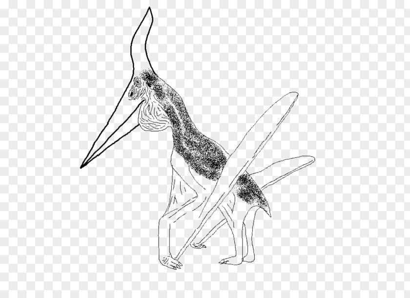 Pteranodon Drawing Visual Arts Sketch PNG