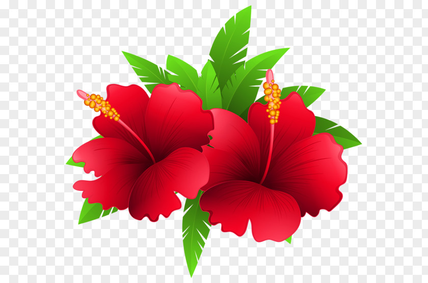 Tropical Flower Shoeblackplant Clip Art PNG