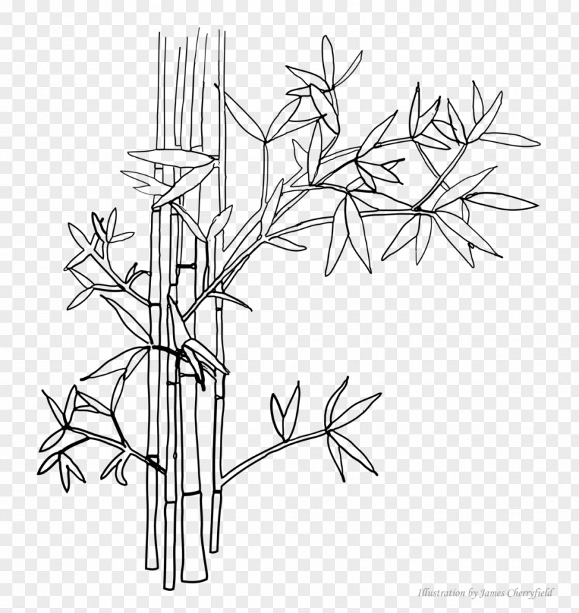 Bamboo Painting Line Art Drawing Digital Clip PNG
