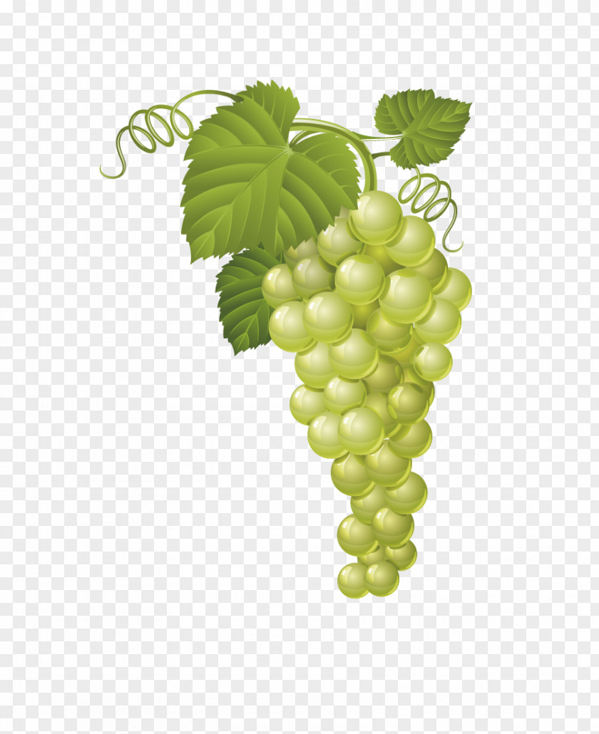 Creative Green Grapes Common Grape Vine Fruit Clip Art PNG