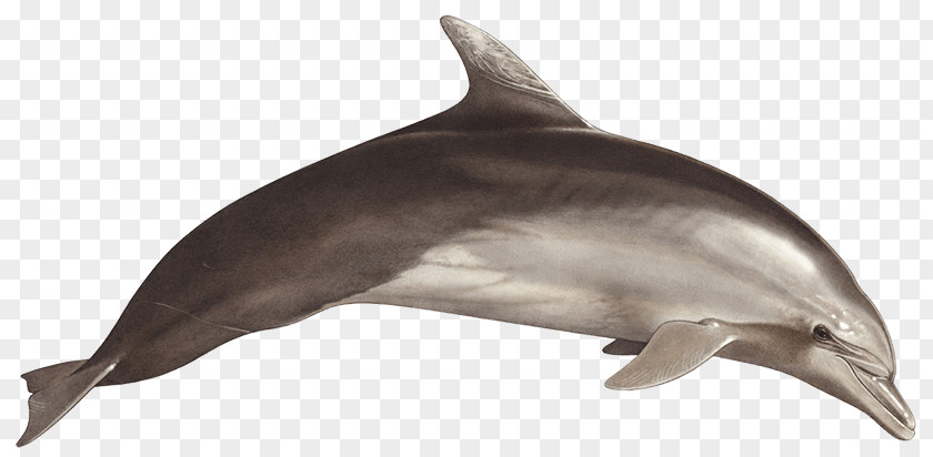 Dolphin Common Bottlenose Short-beaked Rough-toothed Tucuxi Wholphin PNG