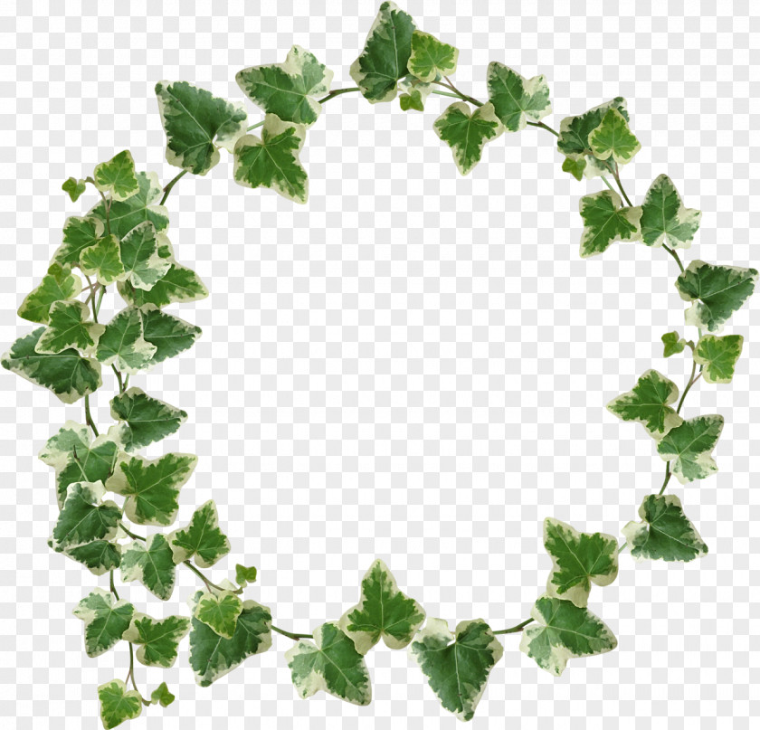 Ivy Common Leaf Branch Plant PNG