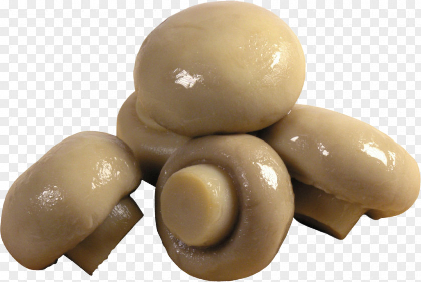 Mushroom Common Fungus Kombucha PNG
